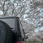 袋井　桜